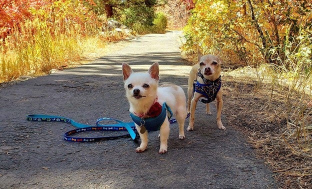 Two small Chihuahua-type dogs out on a walk
